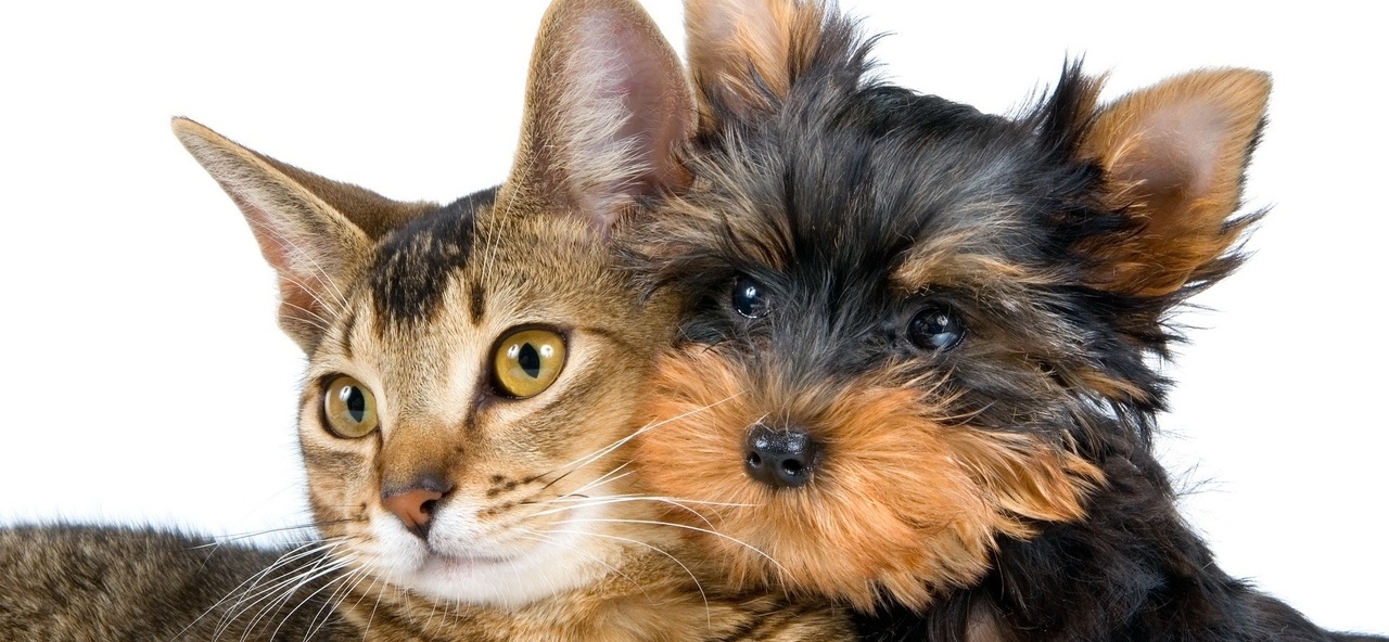 Доска объявлений о животных | ЗооТом - продажа, вязка и услуги для животных в Большеречье