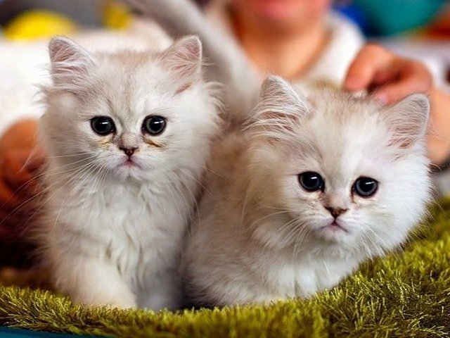 Породы кошек в Большеречье | ЗооТом портал о животных