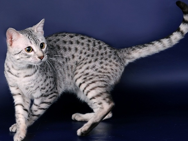 Породы кошек в Большеречье | ЗооТом портал о животных