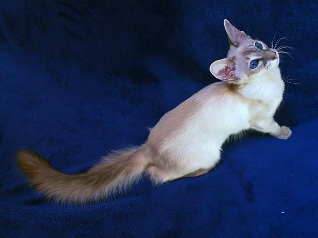 Выведенные породы кошек в Большеречье | ЗооТом портал о животных