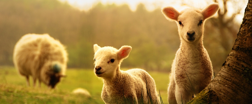 Объявления о сельскохозяйственных животных | ЗооТом - продажа, вязка и услуги для животных в Большеречье