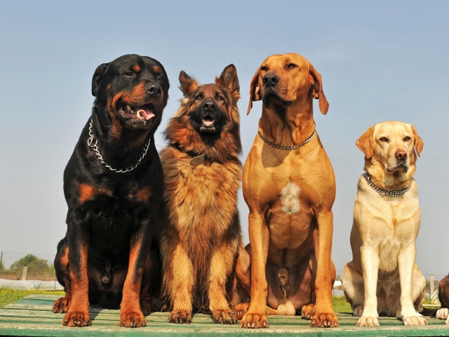 Крупные породы собак в Большеречье | ЗооТом портал о животных